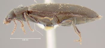 Media type: image;   Entomology 7976 Aspect: habitus lateral view